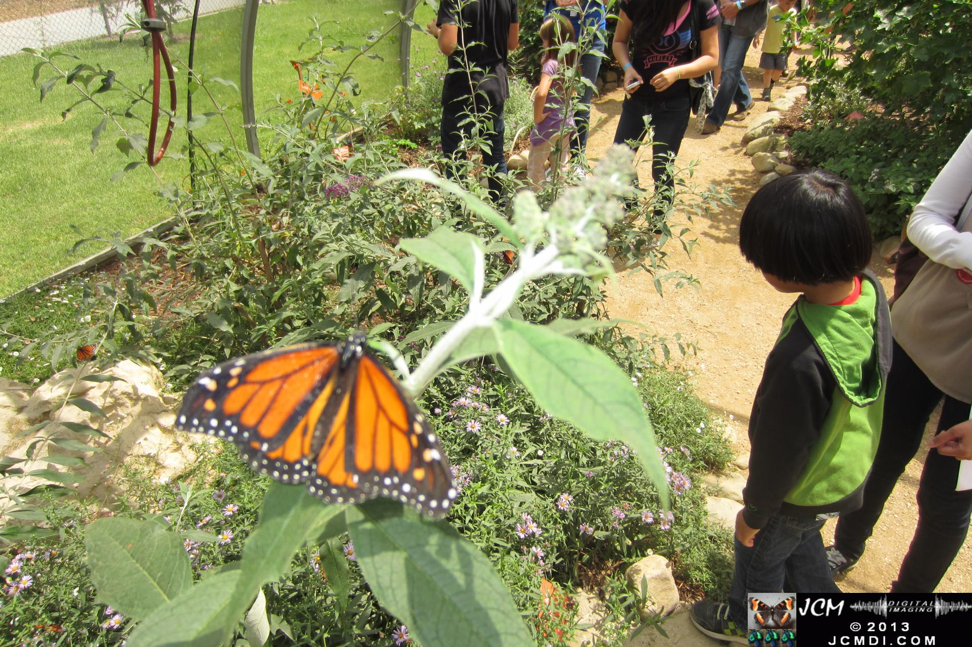 LANHM Bug Fair 2013 pavillion of wings